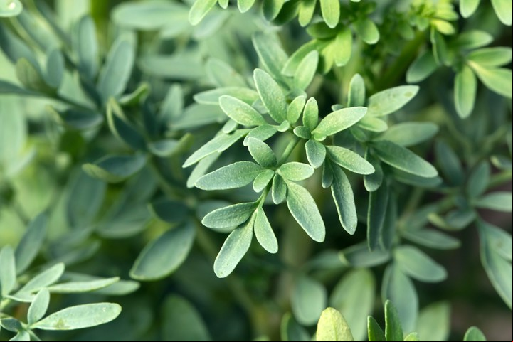 La ruda tiene propiedades curativas y se utiliza desde la época medieval. Foto: Shutterstock.