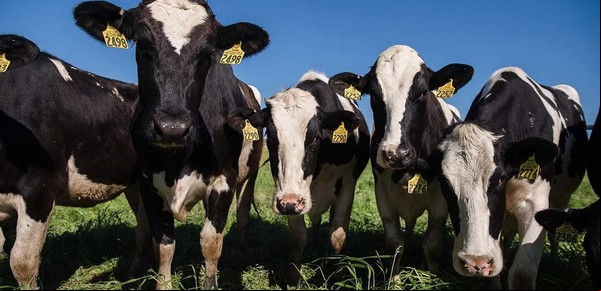 Dato alarmante: encontraron gripe aviar en vacas lecheras