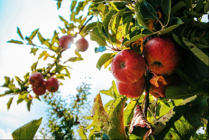 Río Negro es conocida por su producción de manzanas. Foto: Pexels.