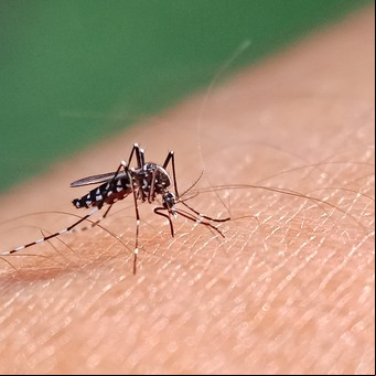 En qué horarios pica más el mosquito del dengue: todo lo que necesitás saber