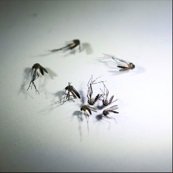 La "ola subpolar" contra los mosquitos del dengue durará más de lo previsto por un evento climático extra