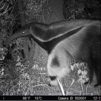 Sorpresa en Córdoba por la aparición de un oso hormiguero, una especie catalogada como vulnerable que no se veía hace años 