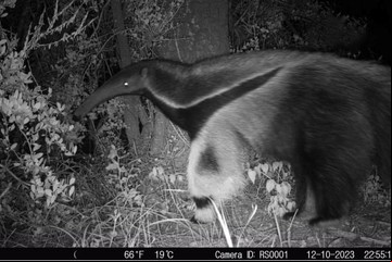 Sorpresa en Córdoba por la aparición de un oso hormiguero, una especie catalogada como vulnerable que no se veía hace años 