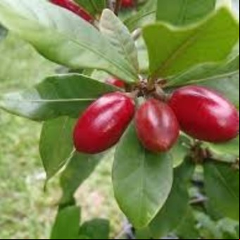 Cómo se llama la fruta que hace que todo tenga sabor dulce