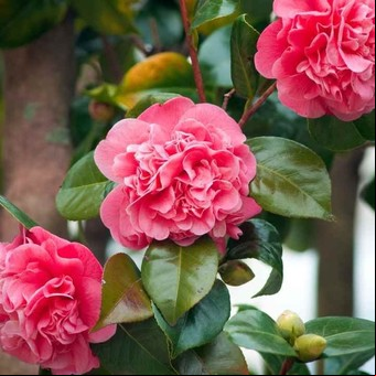 Cómo cuidar las camelias: claves para que den flores