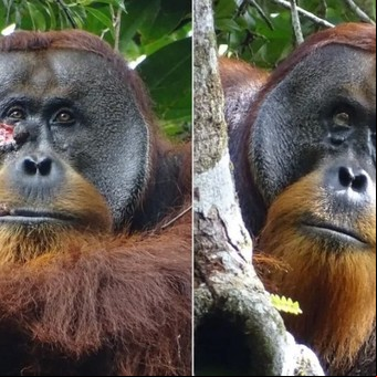 Descubren por primera vez a un orangután salvaje que se curó una herida con un ungüento que él mismo creó