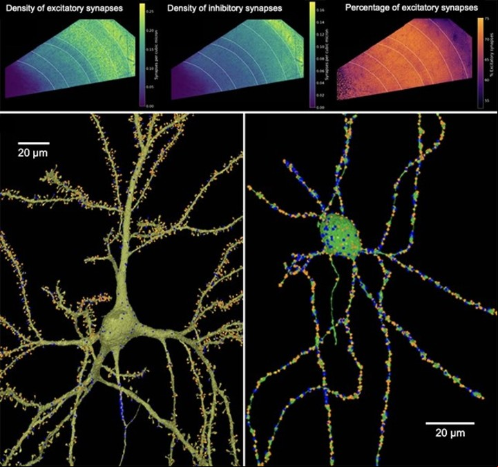 Distribuciones de sinapsis (Shapson-Coe et al., Science , 2024).