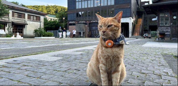 ¿Cómo vuelven los gatos a casa?: la ciencia detrás de su increíble brújula interna