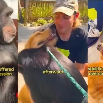 Un video que emociona: el enternecedor encuentro entre un chimpancé y un perro que lo ayudó a salir de la depresión