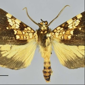 Descubren una nueva especie de mariposa en el Machu Picchu