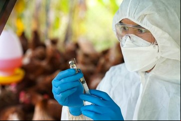 Alerta en Estados Unidos: detectaron el primer brote de una nueva cepa altamente patógena de gripe aviar