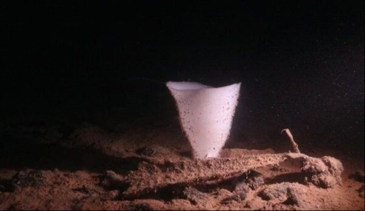 Una esponja de vidrio Clarion-Clipperton Zone ( Proyecto SMARTEX, NERC/smartexccz.org).