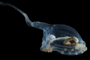Fotografiaron por primera vez en las profundidades del océano a varias especies de aspecto alienígena