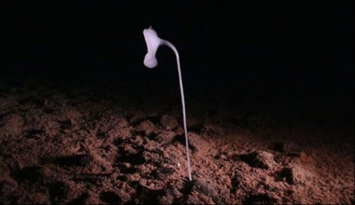 na espeluznante esponja de cristal encontrada en el océano abisal ( Proyecto SMARTEX, NERC/smartexccz.org).