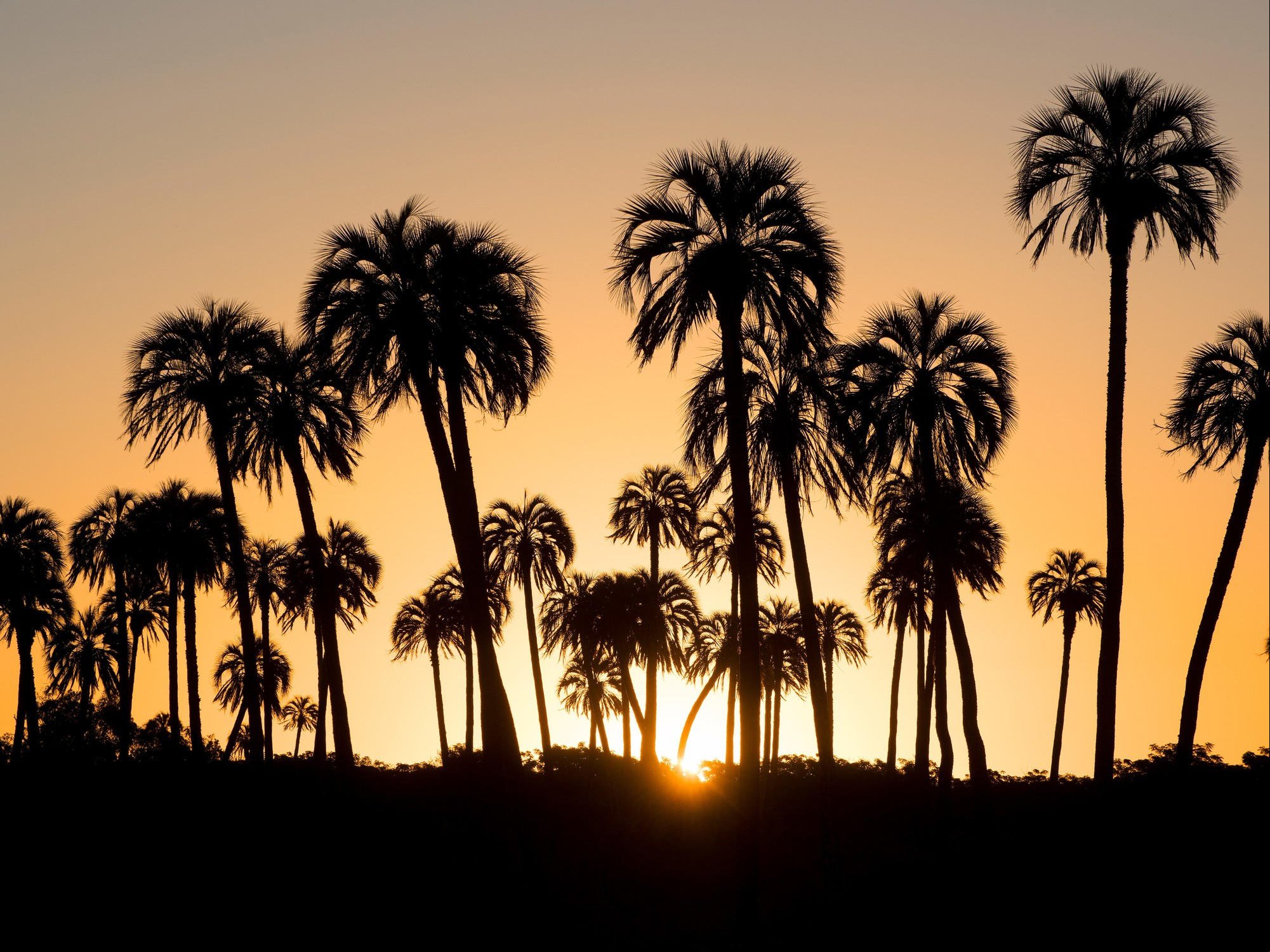 Postal del Parque Nacional El Palmar y sus palmeras yatay. Foto: Shutterstock.