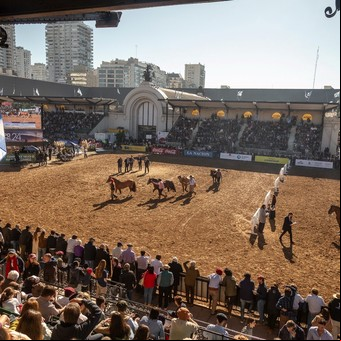 Caballo Criollo: reconocido como "Marca País" y subasta récord en la Expo Rural de Palermo