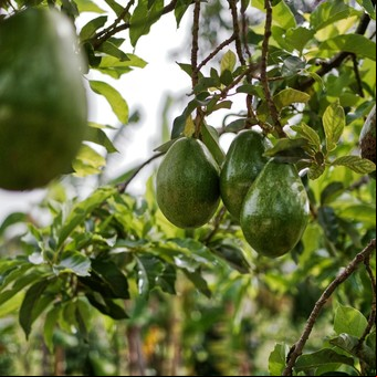 Injerto de palta: la técnica que usan los expertos para reducir el tiempo de cosecha de 10 a solo 2 años