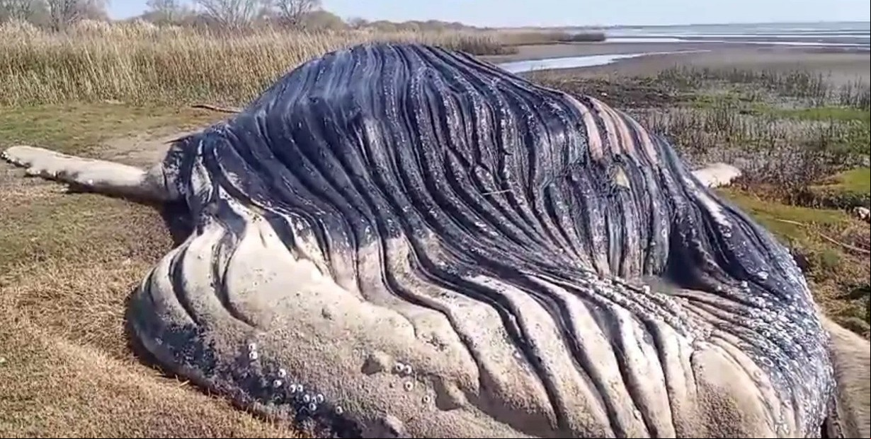 Encuentran una ballena muerta en las costas del Río de la Plata y advierten riesgos por su estado de descomposición