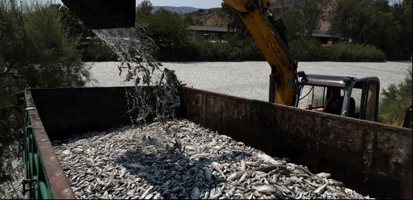 Más de 100 toneladas de peces muertos y su olor inundan una ciudad portuaria griega