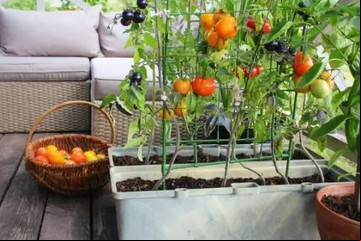 Cómo armar una huerta en tu departamento y disfrutar ensaladas frescas y saludables