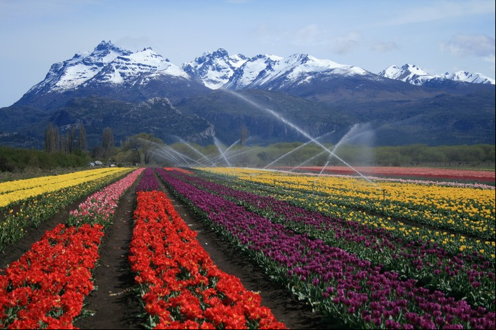 Campo te tulipanes en Trevelin, Chubut. Foto Tulipanes Patagonia