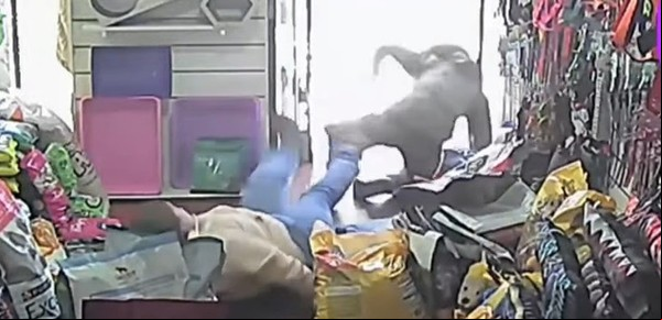 La pesadilla de una tienda de mascotas en Caseros: le robaron dos veces en un mes y decidió que va a cerrar debido a la inseguridad  
