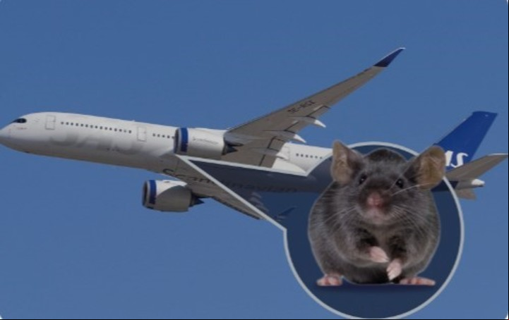 El hecho se produjo a bordo de un avión de la aerolínea escandinava SAS que volaba de Oslo (Noruega) a Málaga (España) (Facebook).
