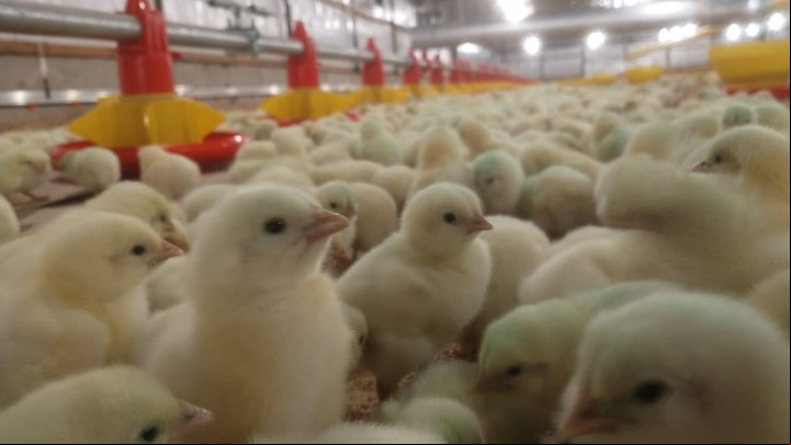 Cada galpón aloja a unos 42.000 pollos durante 46 a 47 días, tras los cuales la empresa avícola los recoge con un peso promedio de 3,2 kilos.