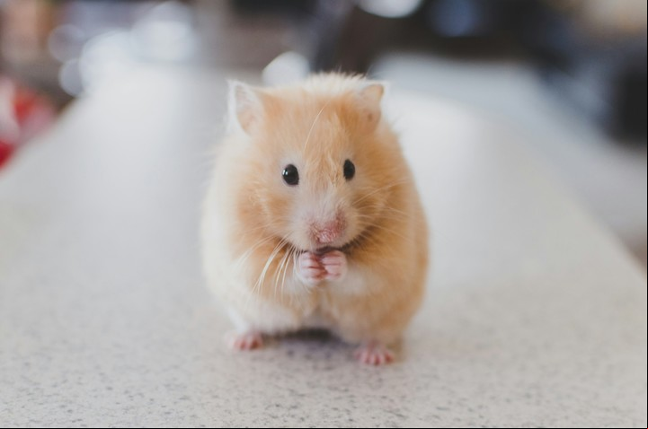 Aunque el estudio se realizó en ratones, los hallazgos sugieren que los mismos principios pueden aplicarse a los humanos. Foto: Unsplash.