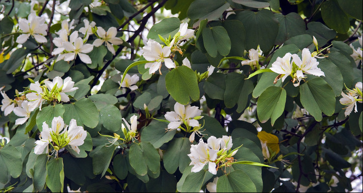 La pata de buey regala flores hermosas. Foto: Shutterstock.