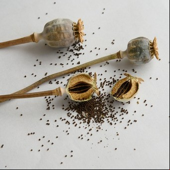 Cuándo cortar las cabezas de las semillas de amapola para que vuelva a germinar 