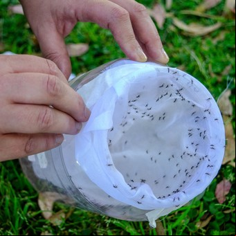 Qué son los mosquitos naranjas y por qué piden que no los maten