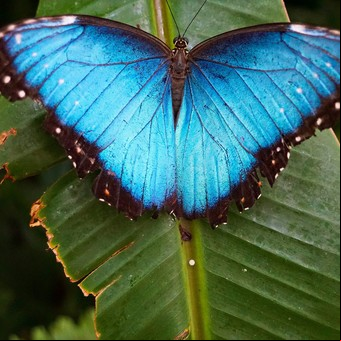 Estas son las plantas claves para tener en tu jardín si querés atraer mariposas y colibríes