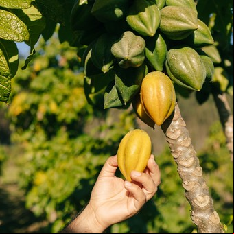 ¿Cómo se realiza la cosecha de papaya?