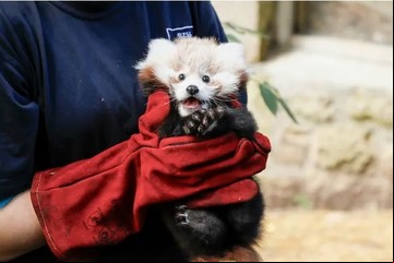 En un zoo murieron una bebé de panda rojo y su madre debido al stress de los fuegos artificiales