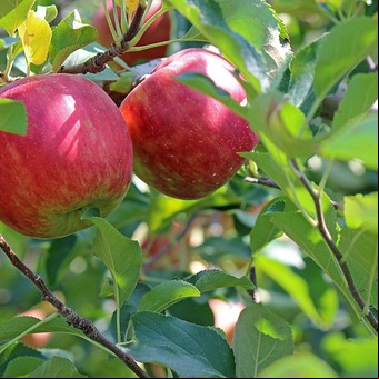 Regiones ideales para plantar manzanas: ¿Cuáles son las condiciones perfectas?