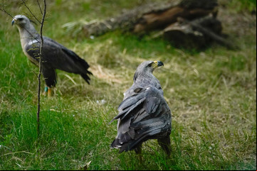 El águila argentina que está en peligro de extinción y el plan para salvarla