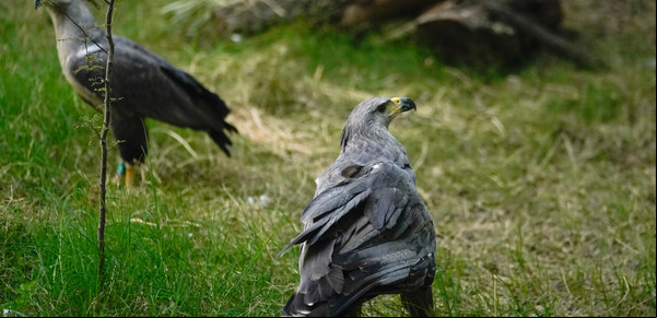 El águila argentina que está en peligro de extinción y el plan para salvarla
