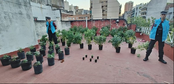Desarman un vivero de marihuana en Villa Urquiza: buscaban a un prófugo y se llevaron al inquilino