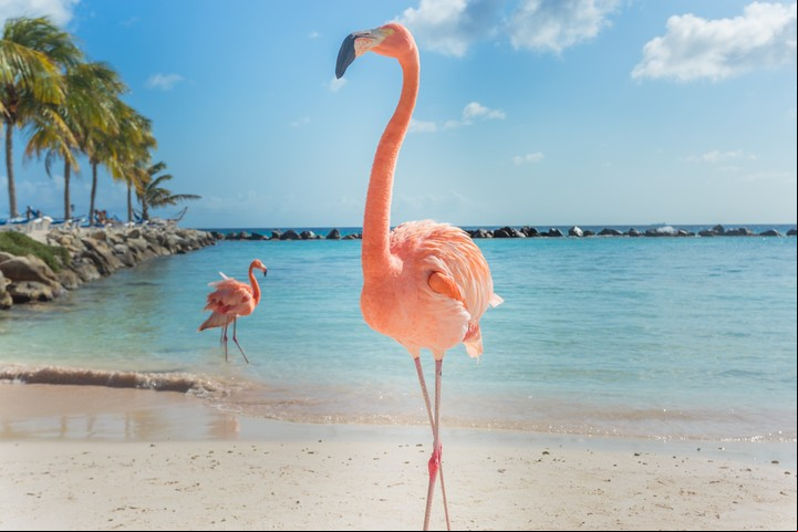 Hay flamencos en algunas playas de Aruba. Foto Shutterstock