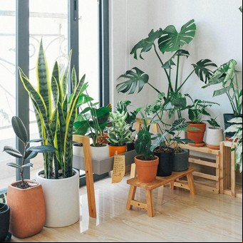 Las plantas ideales para purificar el aire de tu hogar, según la NASA