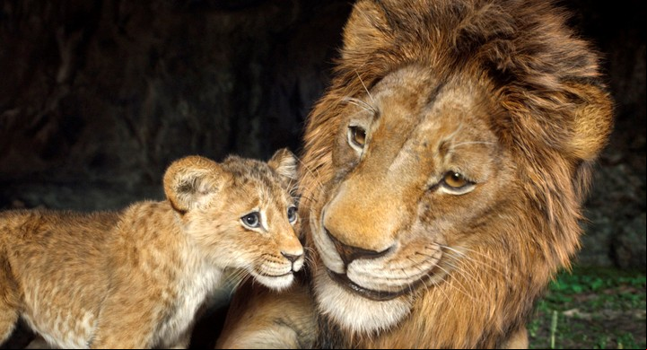 Kiara, la cachorrita de Simba. Más que animación digital, parecen animales reales. Pocas cosas hay más gratificantes que disfrutar una gran película con nuestros hijos.