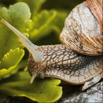 ¿Cómo es el caracol gigante africano? La peligrosa plaga que es un riesgo para los humanos y llegó a la Argentina