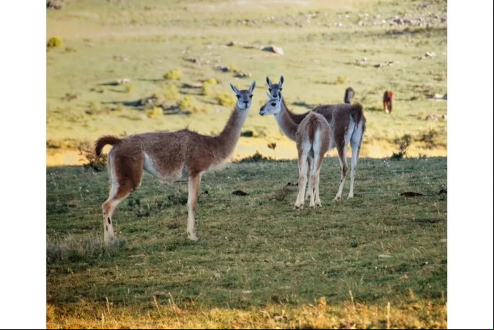 Es recomendable llevar binoculares y una guía local de aves o plantas. Foto: Instagram @parqueprovincialtornquist.