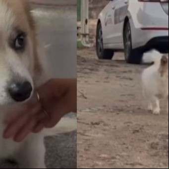Pudding, el perrito que perdió a sus dueños en el desastre aéreo de Corea y los sigue esperando
