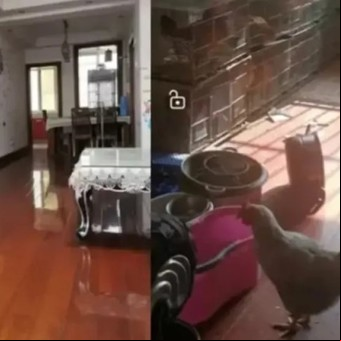 Alquiló su coqueto departamento y el inquilino lo convirtió en un gallinero