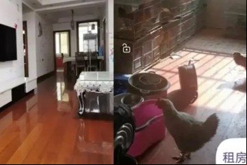 Alquiló su coqueto departamento y el inquilino lo convirtió en un gallinero