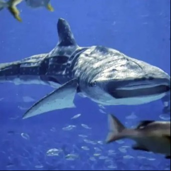Miles de visitantes estafados al ver que el tiburón estrella del acuario es un robot