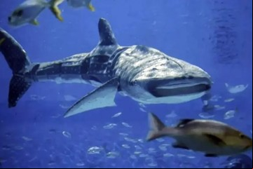 Miles de visitantes estafados al ver que el tiburón estrella del acuario es un robot