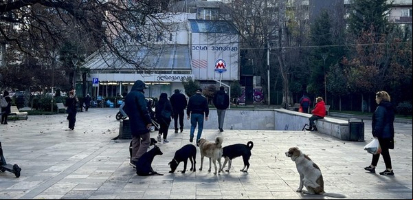 La ciudad donde los perros callejeros son tratados como reyes